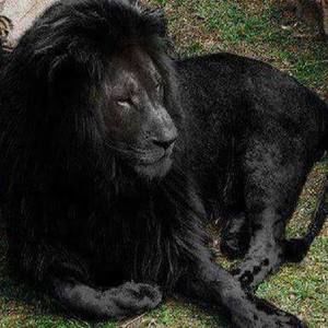 Meet your Posher, Bernard